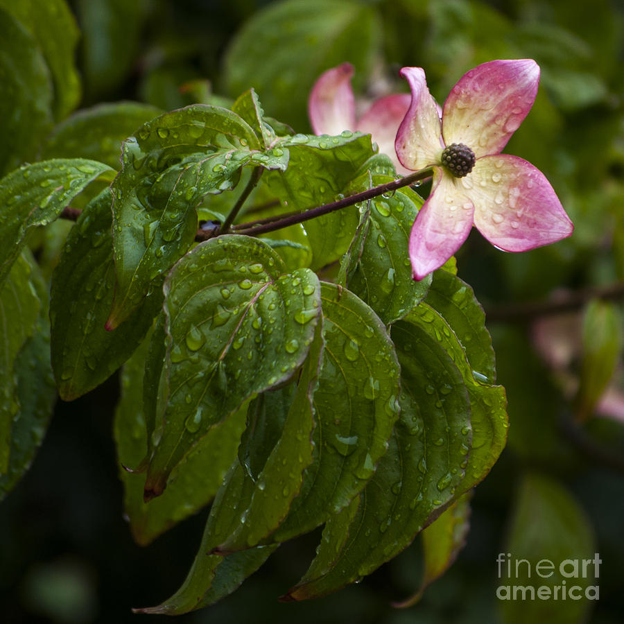 Pink Dogwood With Water Drops - Sq Photograph