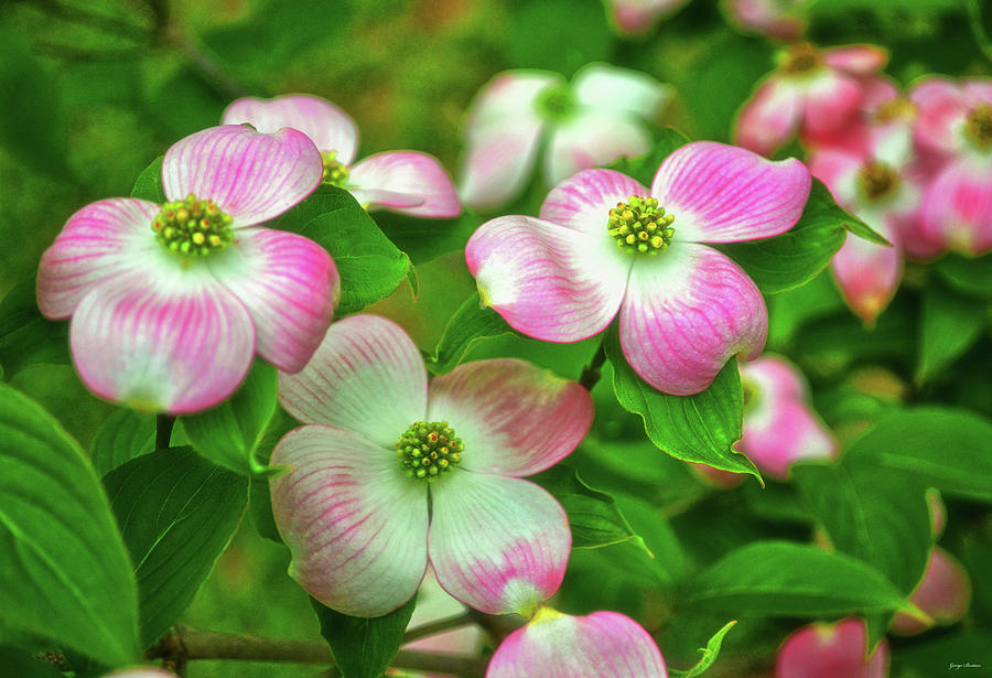 Pink Dogwoods 003 Photograph by George Bostian
