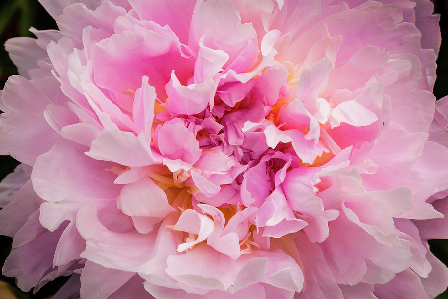 Pink Double Peony Photograph by Mark Mille