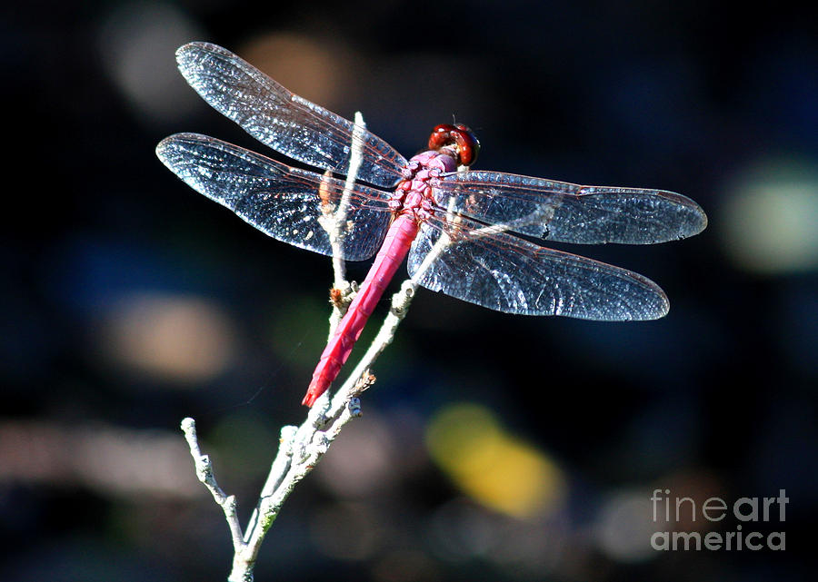 Pink Dragonfly Photograph by Carol Groenen