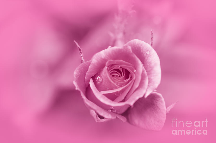 Rose Photograph - Pink Dream by Charuhas Images