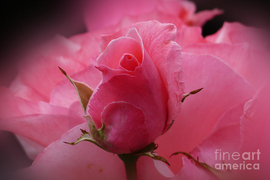 Rose Photograph - Pink Dream by Lutz Baar