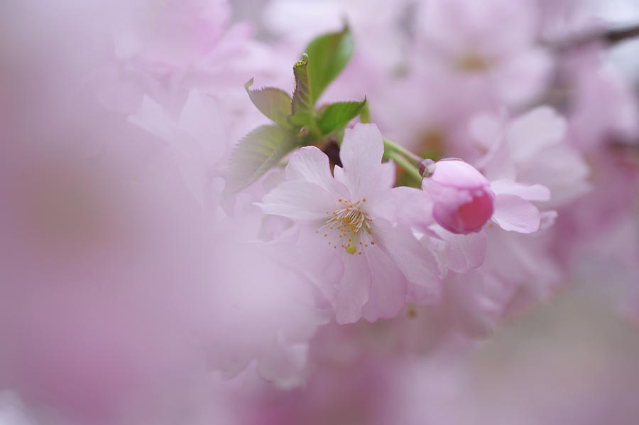Pink Dream. Spring Pastels Photograph by Jenny Rainbow