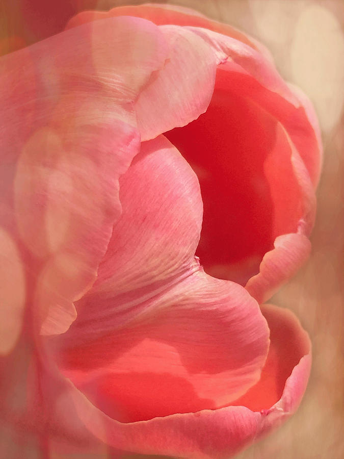 Spring Photograph - Pink Dreams by Arlene Carmel