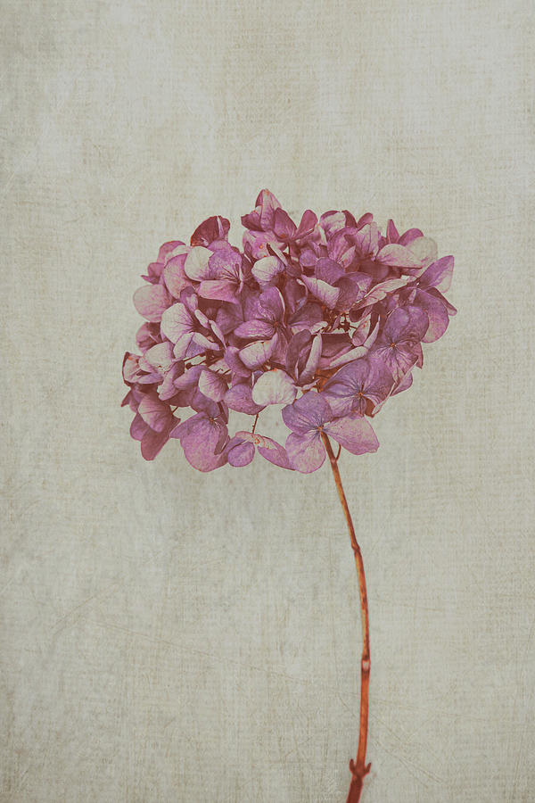 Pink Dried Hydrangea Photograph by Maria Heyens