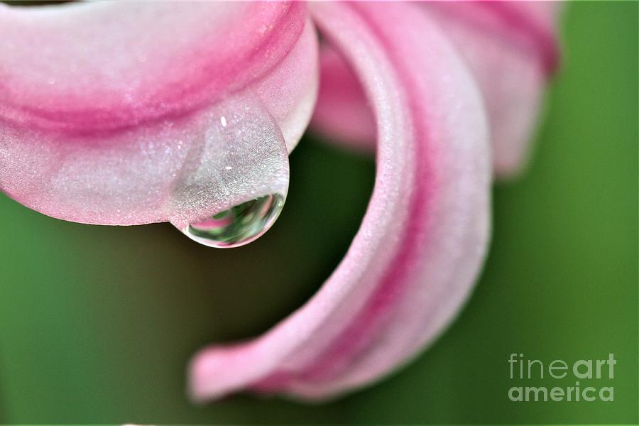 Pink Droplet Photograph by Tracey Lee Cassin