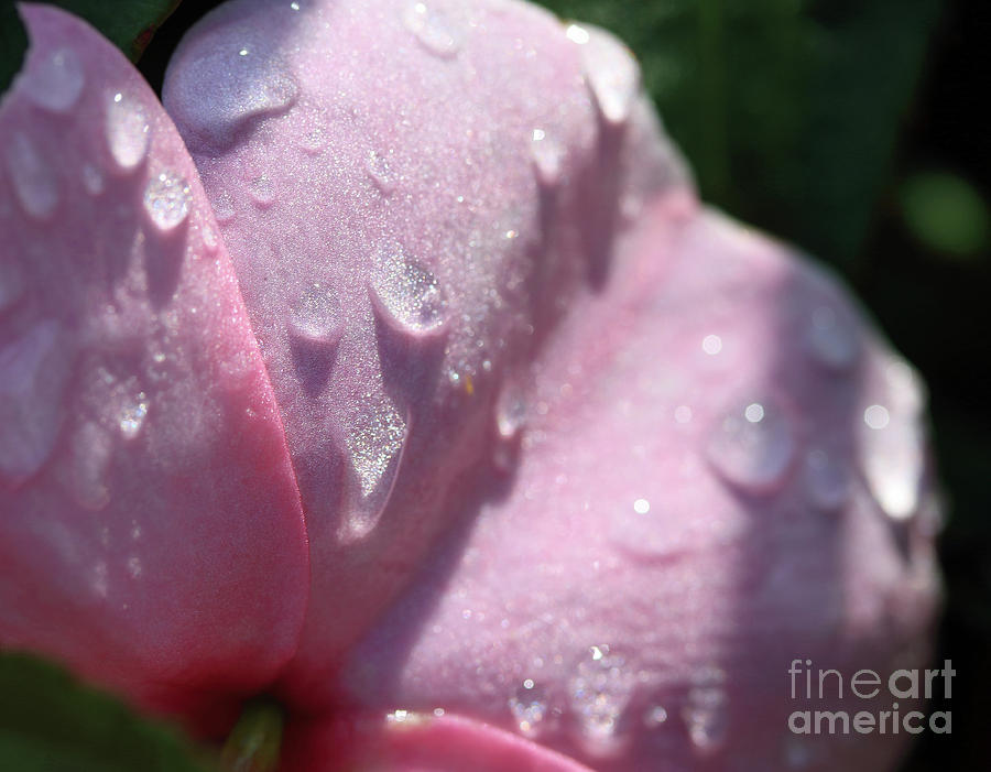 Pink Droplets Photograph by Mary Haber