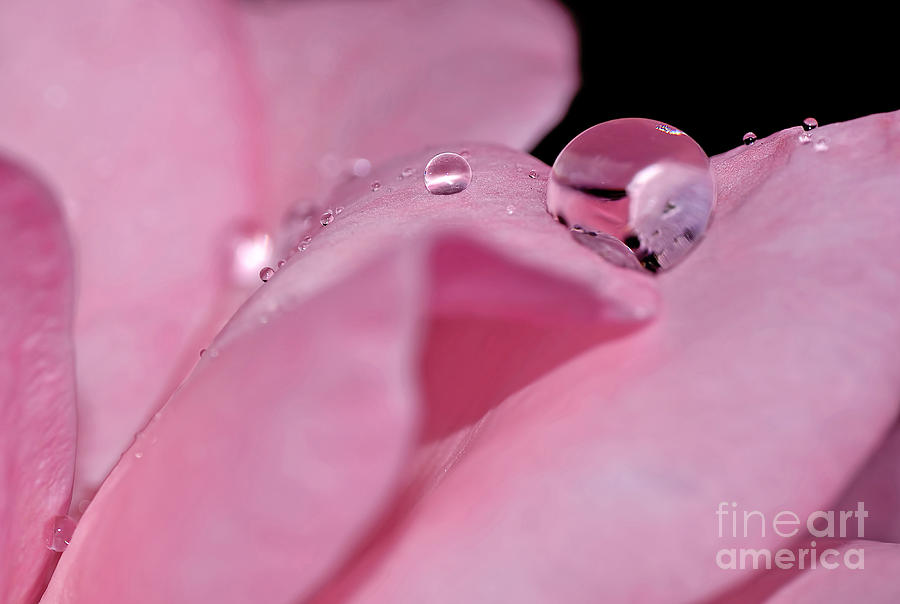 Nature Photograph - Pink Droplets on Pink Rose Macro by Kaye Menner by Kaye Menner