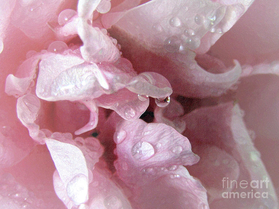 Pink Drops 3 Photograph by Kim Tran