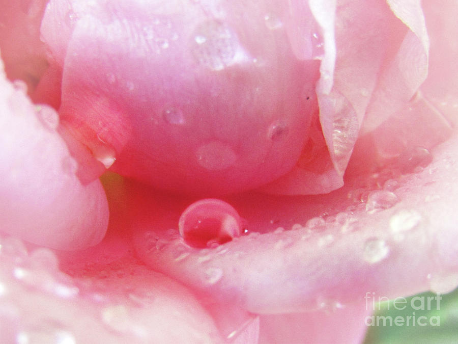 Pink Drops 4 Photograph by Kim Tran