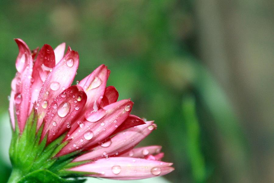 Pink drops Photograph by April Cook