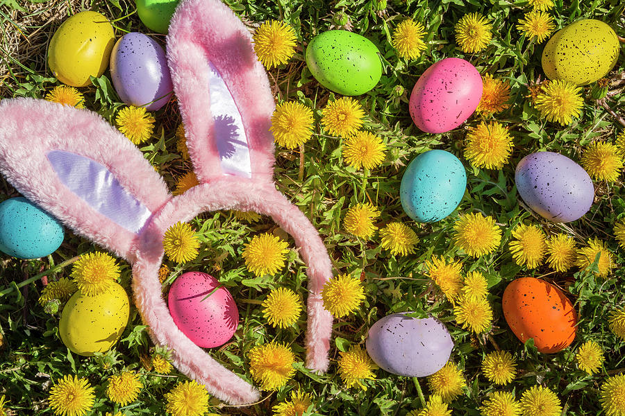 Pink Easter Bunny Ears Photograph by Teri Virbickis