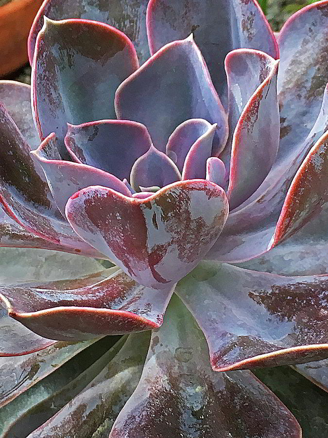 Pink Edged Succulent Photograph by Kathryn Alexander MA