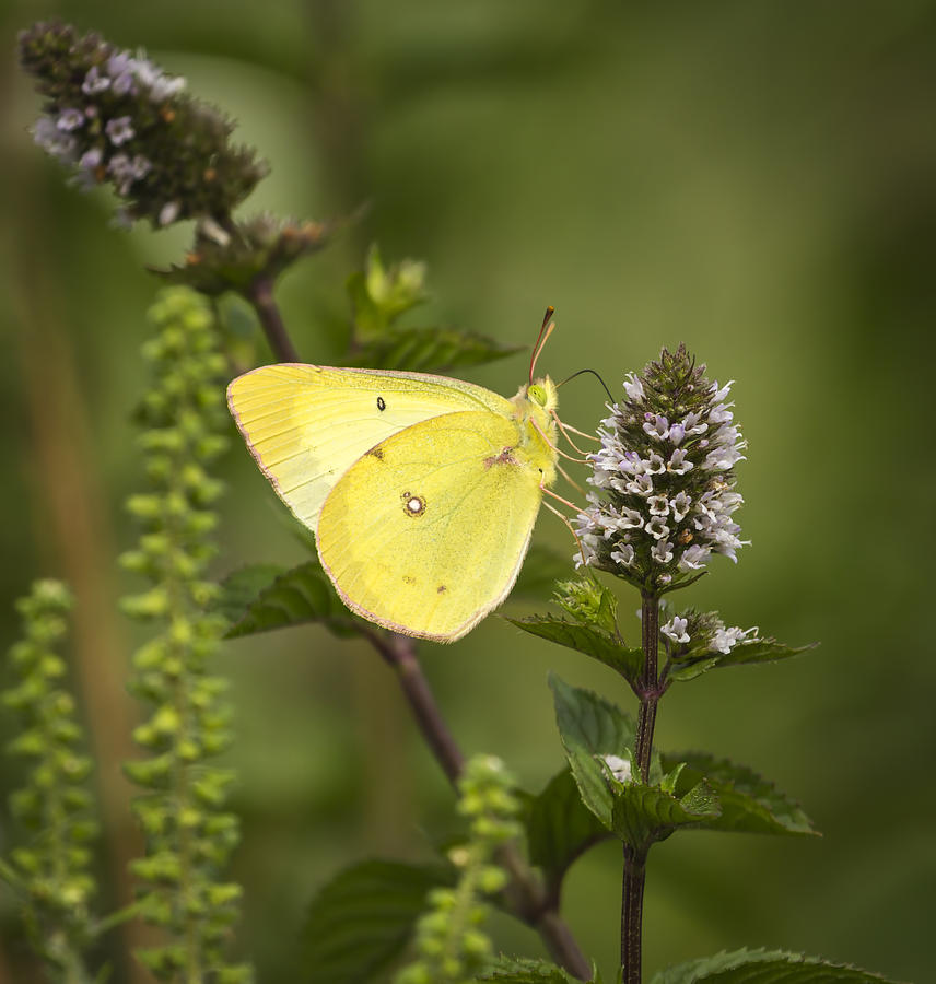 Pink-edged Sulphur 2013-1 Photograph by Thomas Young