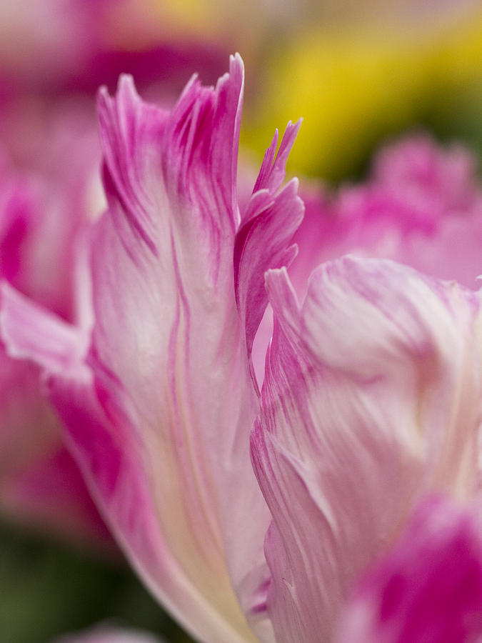 Pink Edges Photograph by Eggers Photography
