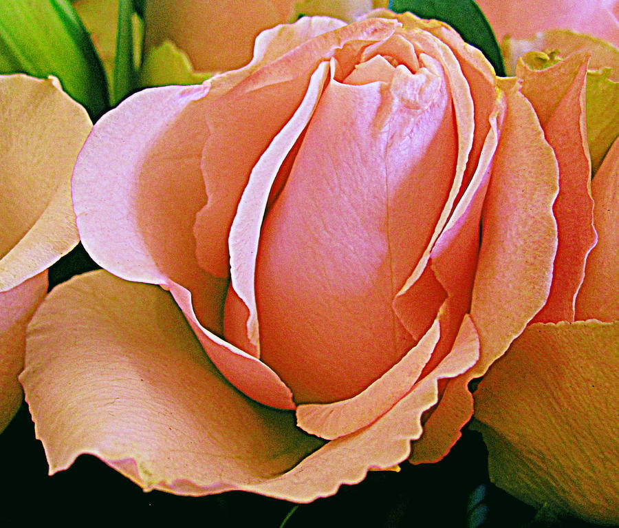 Flower Digital Art - Pink Elegance by Bonita Brandt