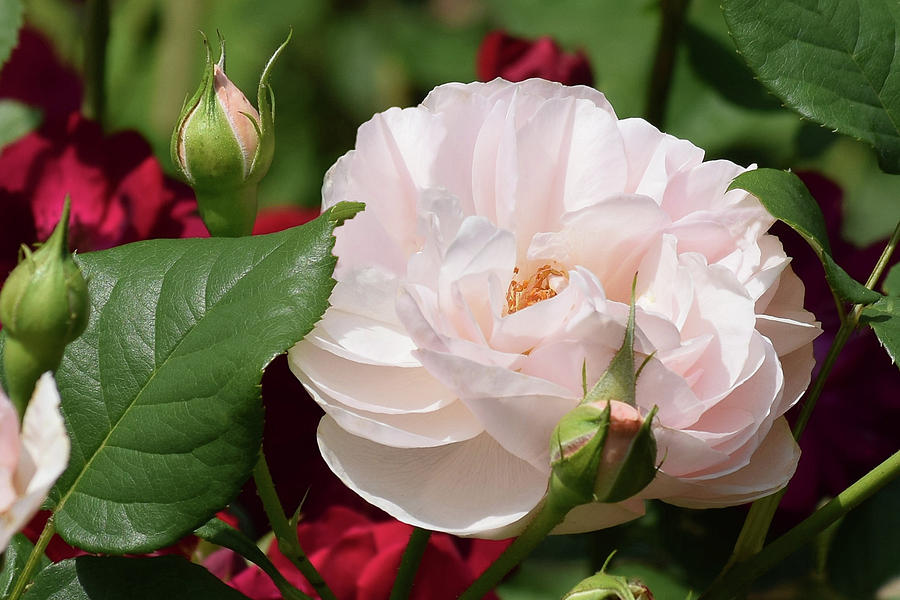 Pink English Rose Photograph