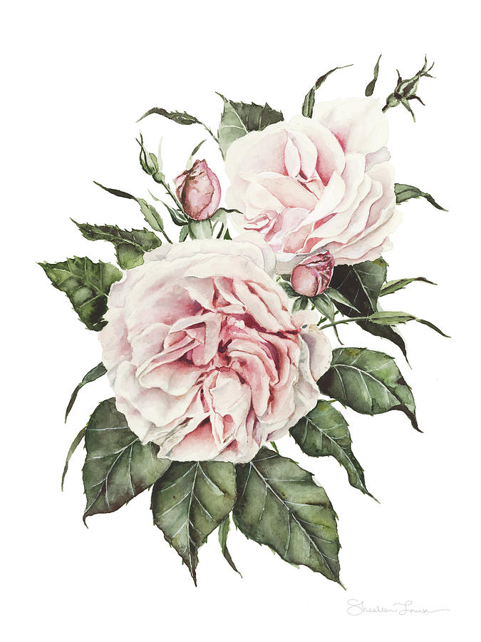 Flower Painting - Pink English Roses by Shealeen Louise