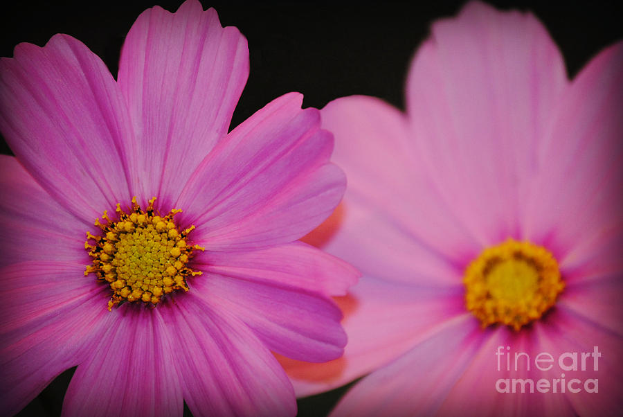 Pink Photograph by Eric Liller