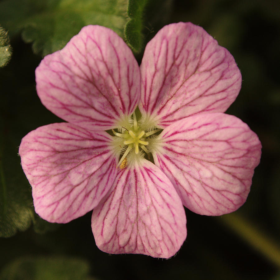 Pink Erodium Photograph by Adrian Wale