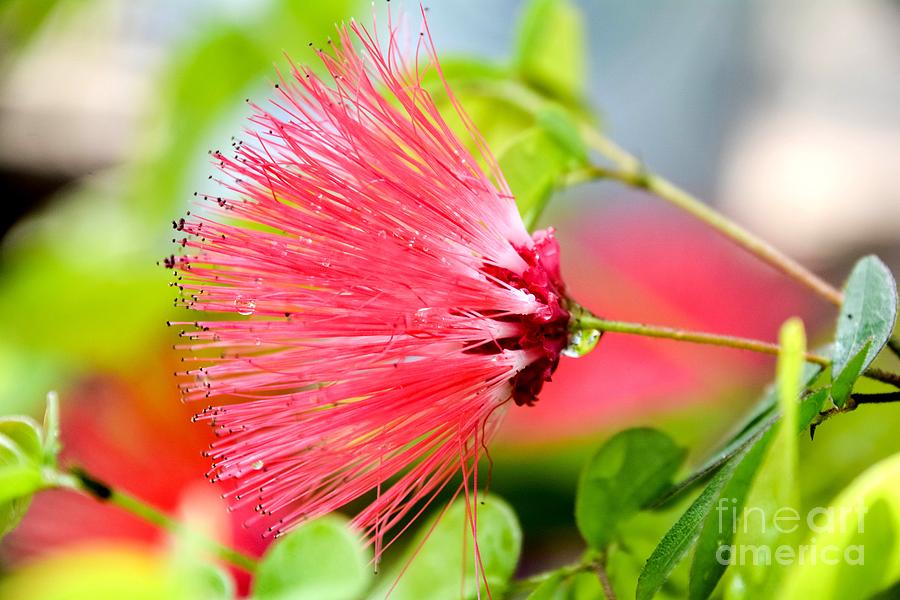 Pink Fairy Duster Photograph by Lisa Kilby