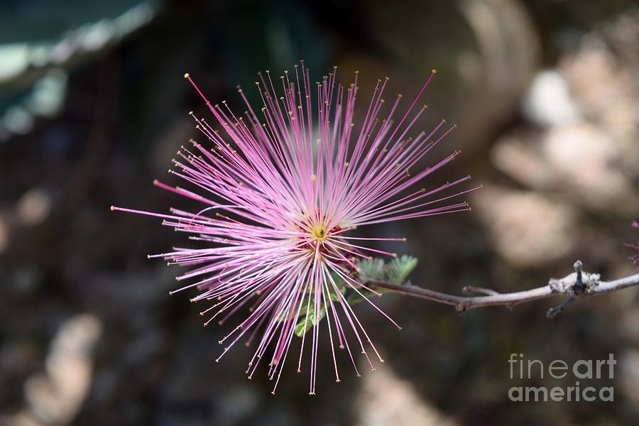 Pink Fairy Duster Sparkle  Photograph by Janet Marie