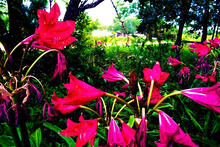 Pink Fairy Garden Photograph by Marisela Mungia