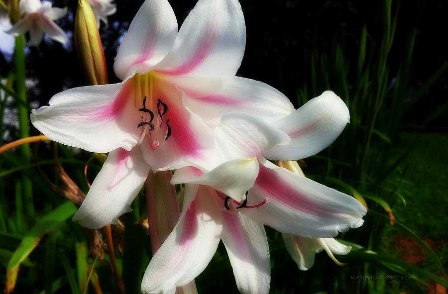 Nature Photograph - Pink Fairy Lillies by Kathy Barney