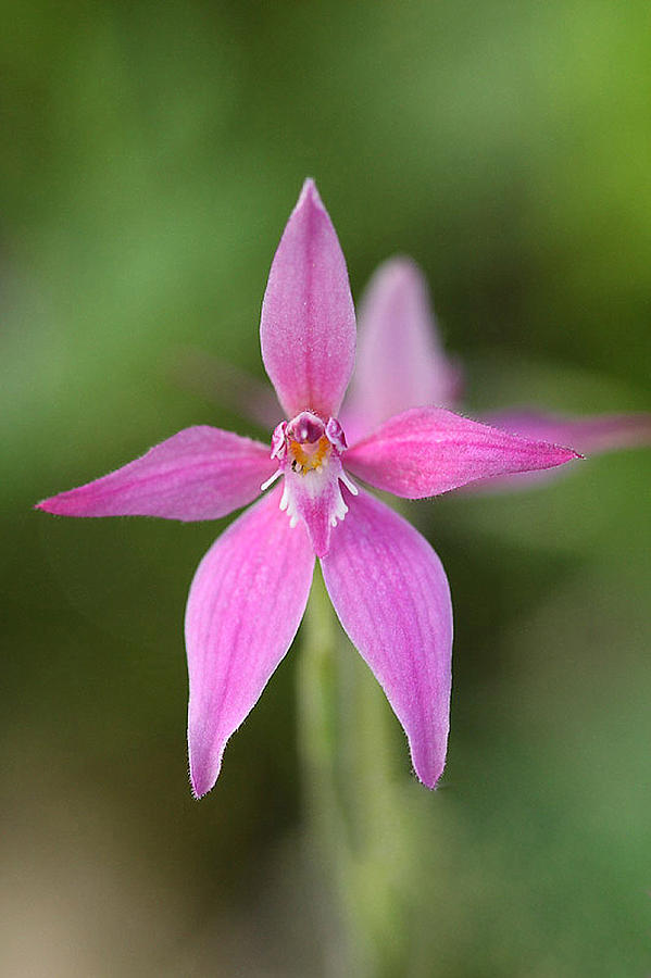 Orchard Photograph - Pink Fairy orchid 3 by Tony Brown