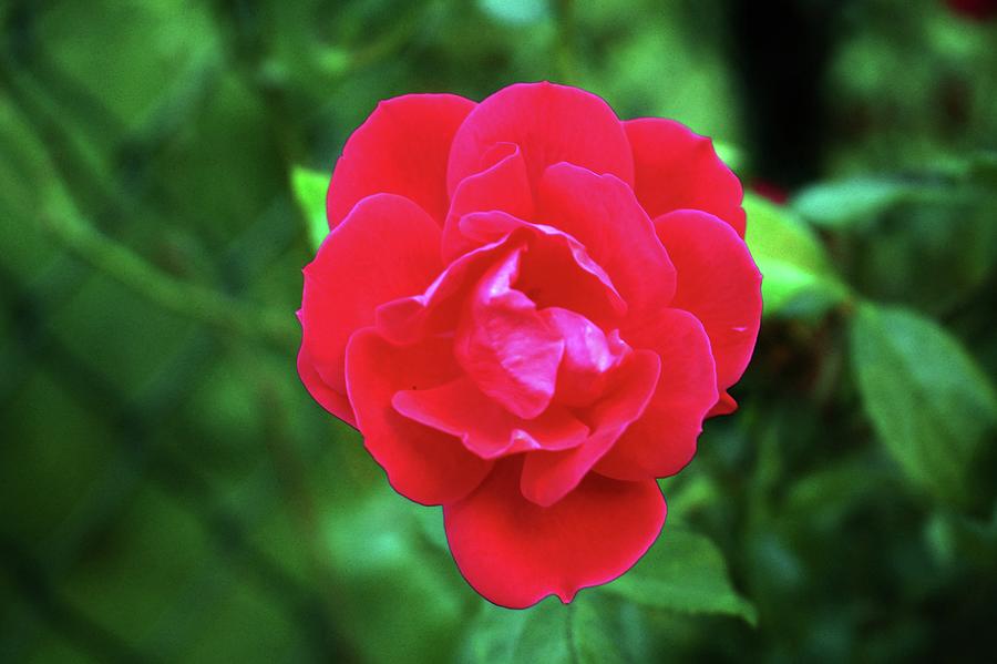 Rose Photograph - Pink Fall Rose by Cynthia Guinn