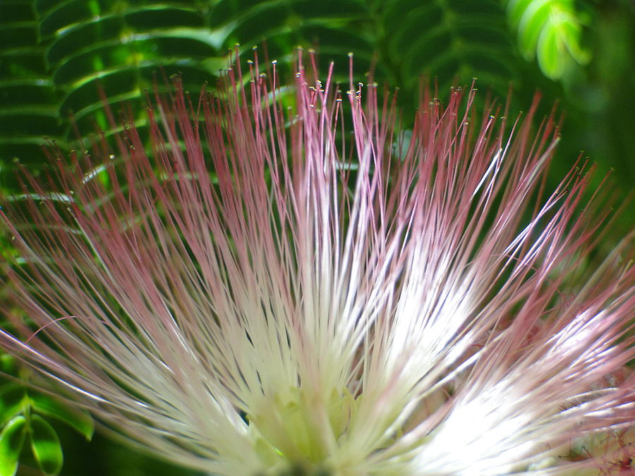 Flowers Still Life Photograph - Pink Fan by Liz Vernand