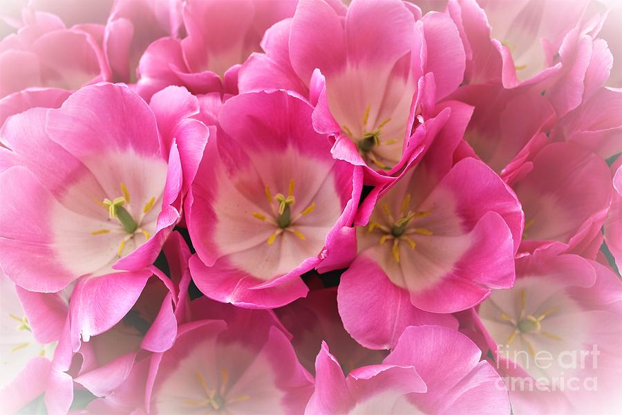 Tulip Photograph -  Pink favor by Jane Powell