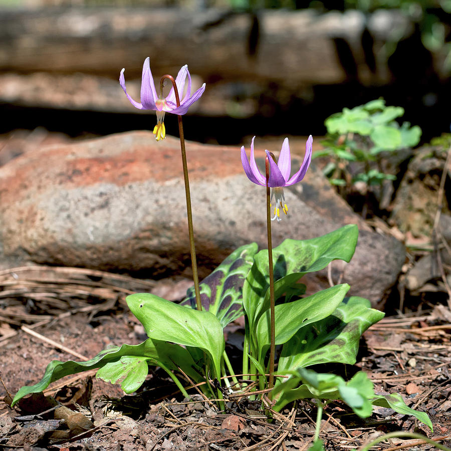 Pink Fawn Lilies in the Woods  Photograph by Kathleen Bishop