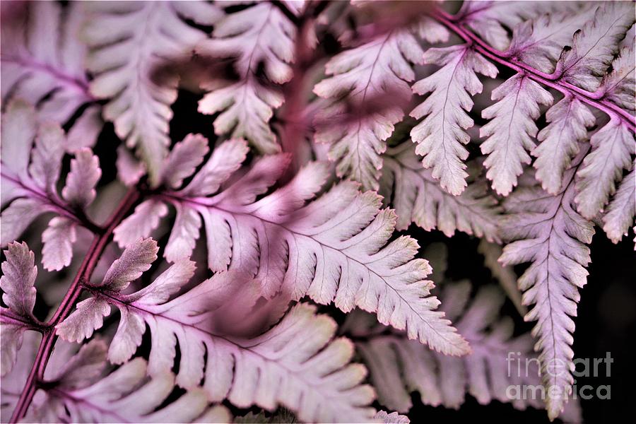 Pink Fern Photograph by Tracey Lee Cassin