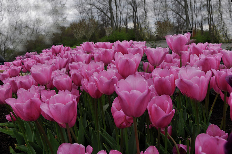 Pink Field Tulips Photograph by Vijay Sharon Govender
