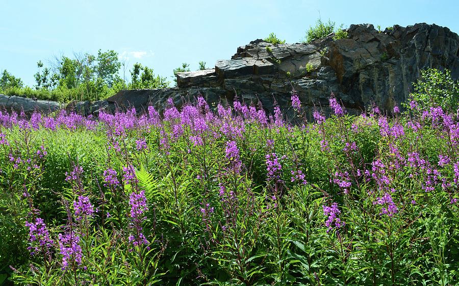 Pink Fireweed And The Rock Cut  Photograph by Lyle Crump