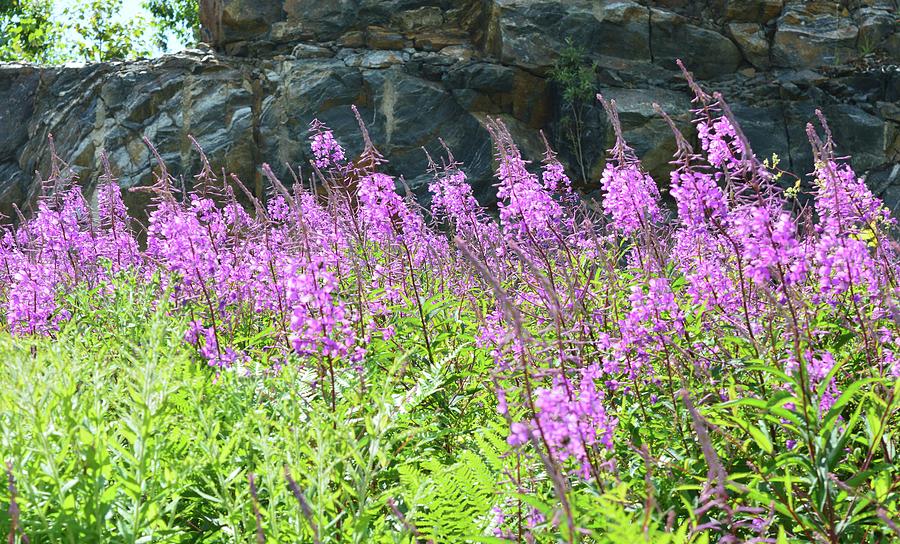 Pink Fireweed By The Rock Cut  Photograph by Lyle Crump
