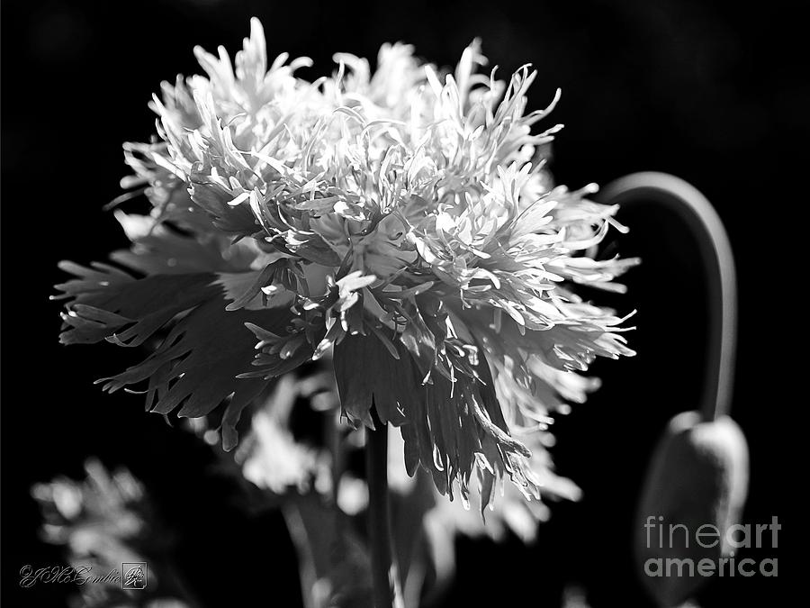 Pink Fizz in Black and White Photograph by J McCombie