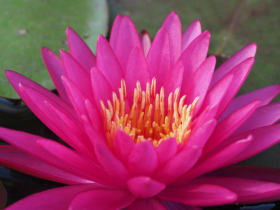 Pink Flame Waterlily Photograph by Paula Ponath