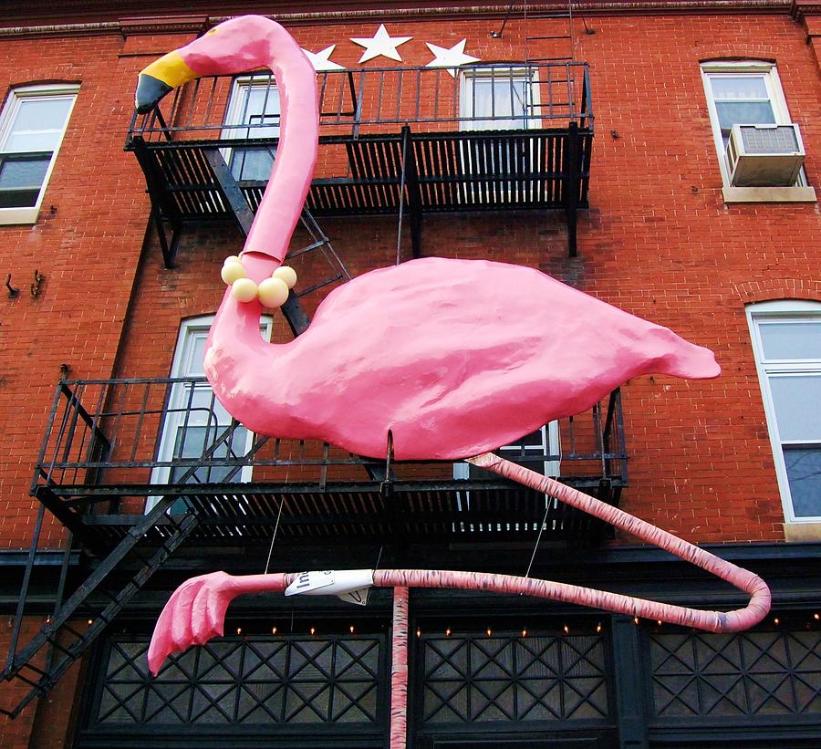 Pink Flamingo 1 Photograph by Debbi Granruth