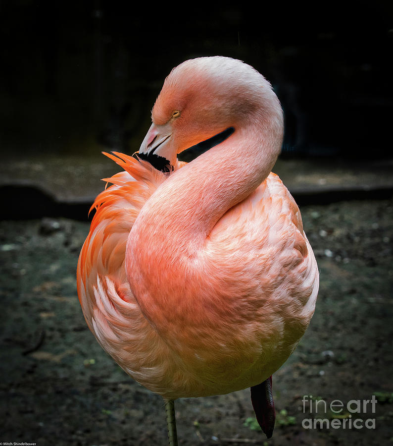 Pink Flamingo 3 Photograph by Mitch Shindelbower