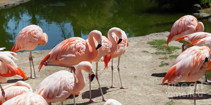 San Francisco Photograph - Pink Flamingo At The San Francisco Zoo San Francisco California 5D3200 by Wingsdomain Art and Photography