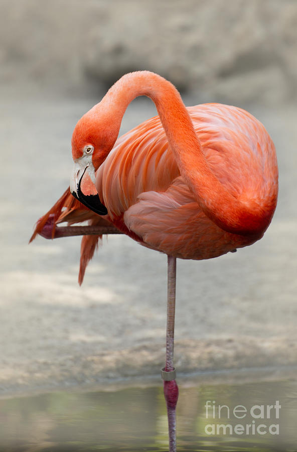 Pink Flamingo Balancing  Photograph by Sabrina L Ryan