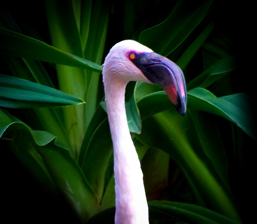 Jungle Photograph - Pink Flamingo Bliss by Karen Wiles