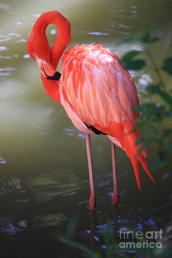 Flamingo Photograph - Pink Flamingo by Carol Groenen