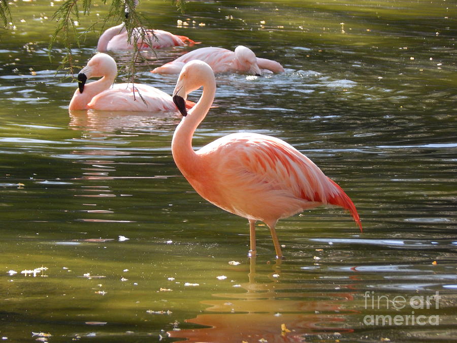 Pink Flamingo Photograph by Chris Tarpening
