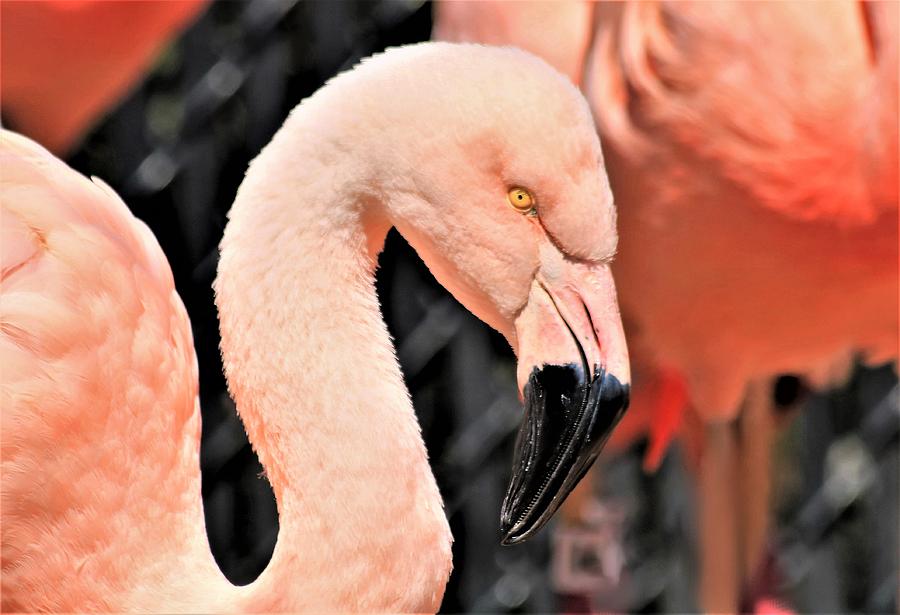 Pink Flamingo Close-up Photograph by Sheila Brown