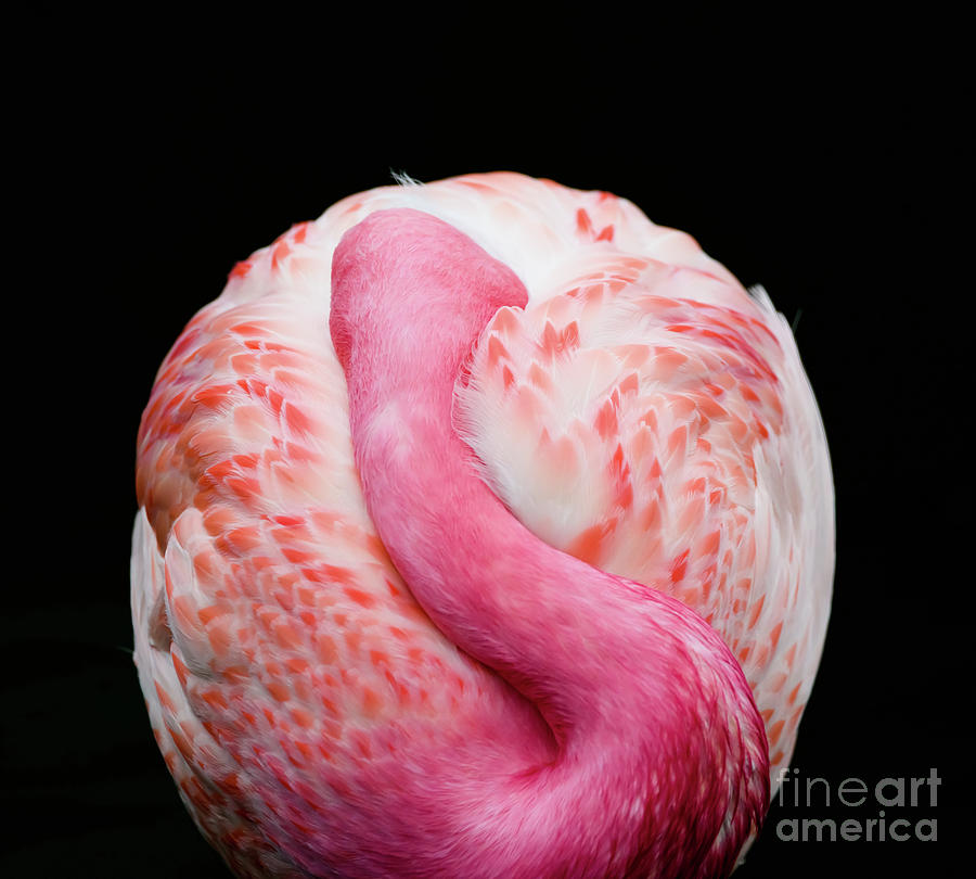 Pink Flamingo Photograph by Colin Rayner