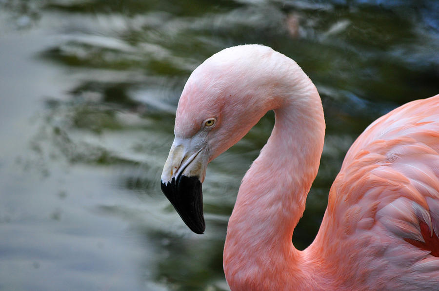 Pink Flamingo Photograph by Debra White - Fine Art America