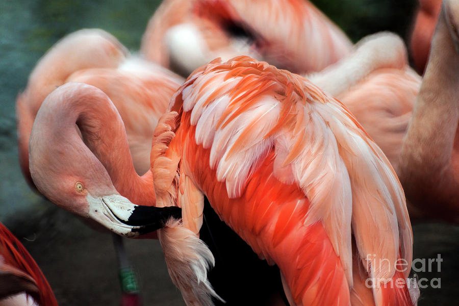 Pink Flamingo Photograph by Doc Braham
